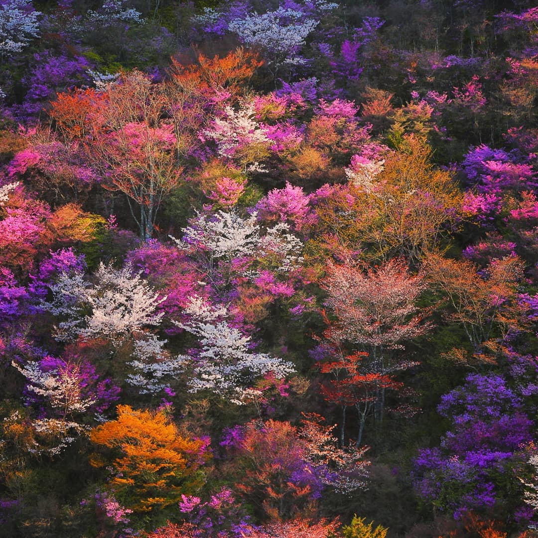 maaaaberaaaa's tweet photo. #2019年自分が選ぶ今年の4枚　#6D
カラフルな京都写真
・西明寺
・常照皇寺
・東寺
・将軍塚青龍殿 https://t.co/C113HidViJ