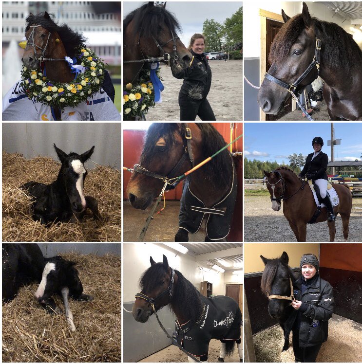 RiggoIda's tweet photo. Mina nio mest gillade bilder 2019, inte så oväntat med hästar ❤️ #tangenhaap #backegubben #backegutten #rigoletto #backeblixten #maxter #teamkarlsson #bestnine2019 #topnine2019 #horse #älskarhästar https://t.co/6WWA2yknki