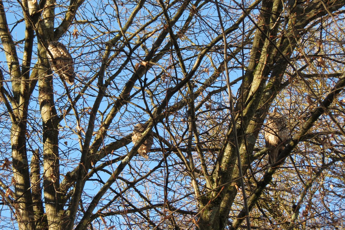 Neue Nachbarn: Käuze. Ich hoffe sehr, sie bleiben auch noch nach der Ballerei heute Abend bei uns. #tüwanne #Silvesterfeuerwerk