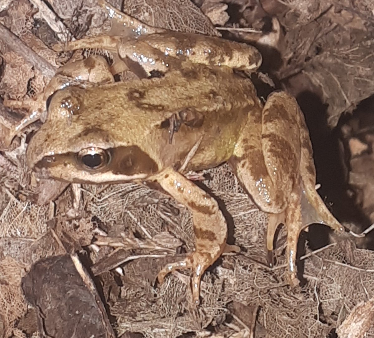 groweatgift's tweet photo. @Charlottesnatur @B_Strawbridge I saw my first frog in years, and a lizard @hottestgarden. What's on your #NatureBucketList? I want to see a moonbow & a waterfall rainbow, plant baby oak in a forest, go on a tree tour holiday meeting the oldest trees in UK (& write book about it) & see red squirrels play. https://t.co/OhupYS2Lt8