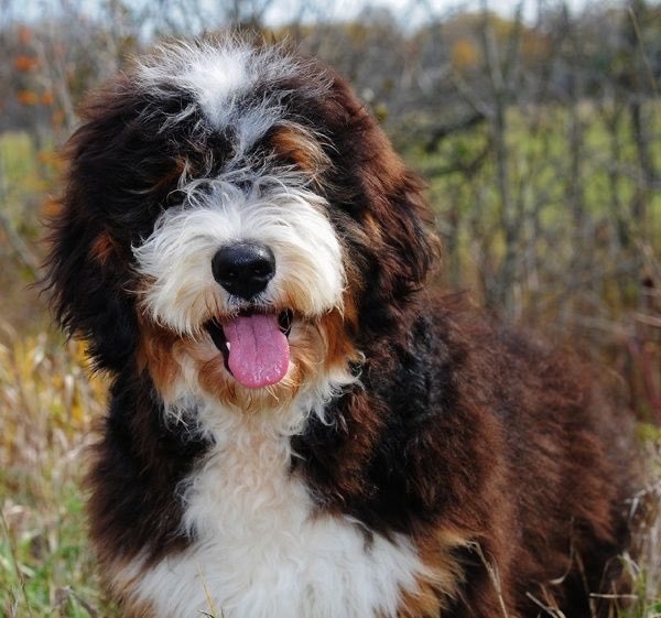Graag retweet! De jonge Bernerdoodle van vrienden van ons is vanmiddag weggelopen in de duinen bij Wassenaarse Slag toen we daar met ze waren. En we hebben “Sjoerd” nog steeds niet teruggevonden.