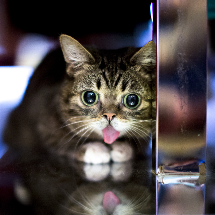 IAMLILBUB's tweet photo. It's me BUB, from space. Wishing you a Happy New Year w/lots of great photos: https://t.co/ykxs6lvNOC https://t.co/0zEYnOdyYV