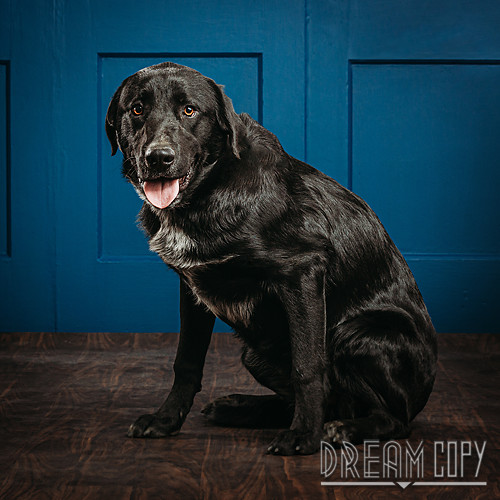 Hi! My name's Jethro. I am a male Great Pyrenees and Labrador Retriever. petfinder.com/petdetail/4663…