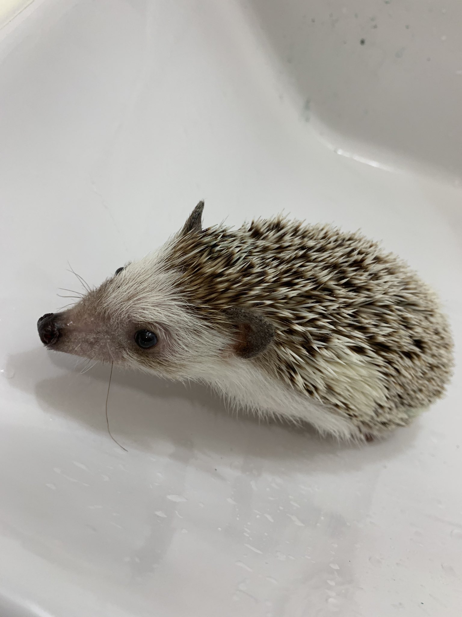 株式会社祈花 のばな 今日のウニちゃん ウニちゃんも新年に備えてお風呂に入りました 皆さまどうぞ良いお年をお迎えくださいませ 北九州直葬 祈花 長距離搬送 ハリネズミ はりねずみのいる暮らし ハリネズミお風呂 良いお年を T Co