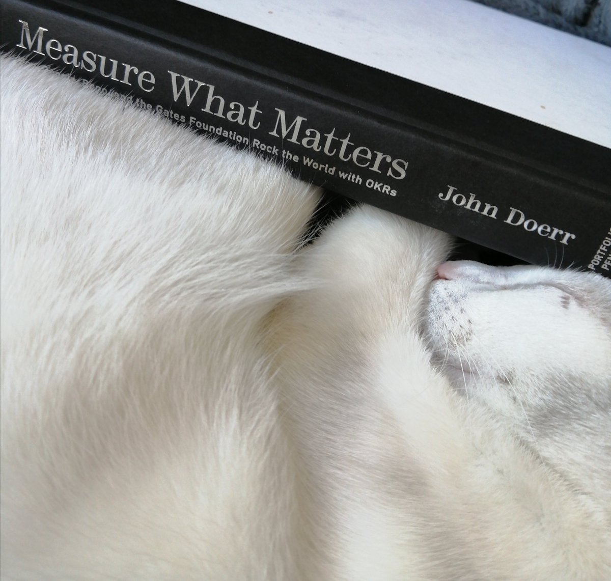 ZuleVuuren's tweet photo. 23/not52 - Measure what Matters by @johndoerr. Essential reading for every entrepreneur #52books #Bookclubfor1 https://t.co/CXGH0g9Gsl