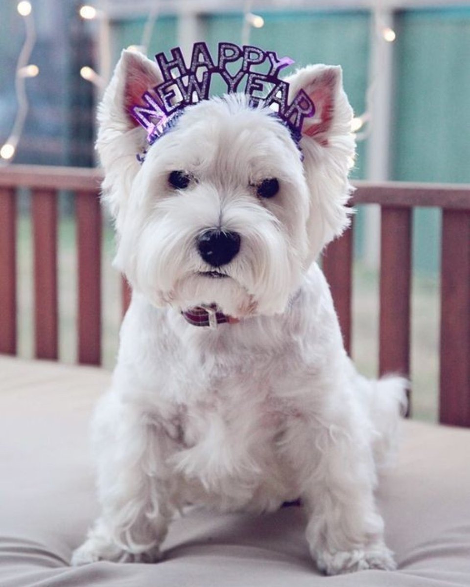 BuckheadPetPals's tweet photo. We hope everyone has a safe and Happy New Year! If you plan on setting off fireworks tonight make sure to keep a close eye on your pets. https://t.co/yVnwnfbsNG