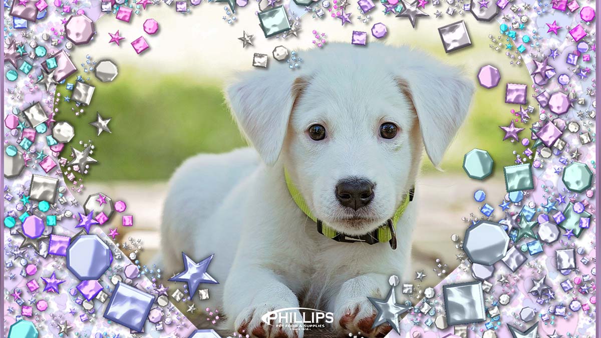 PhillipsPetFood's tweet image. Sometimes, a puppy in a light-colored litter can be born green. #TuesdayTails #Litters #Puppies #PhillipsPetFood