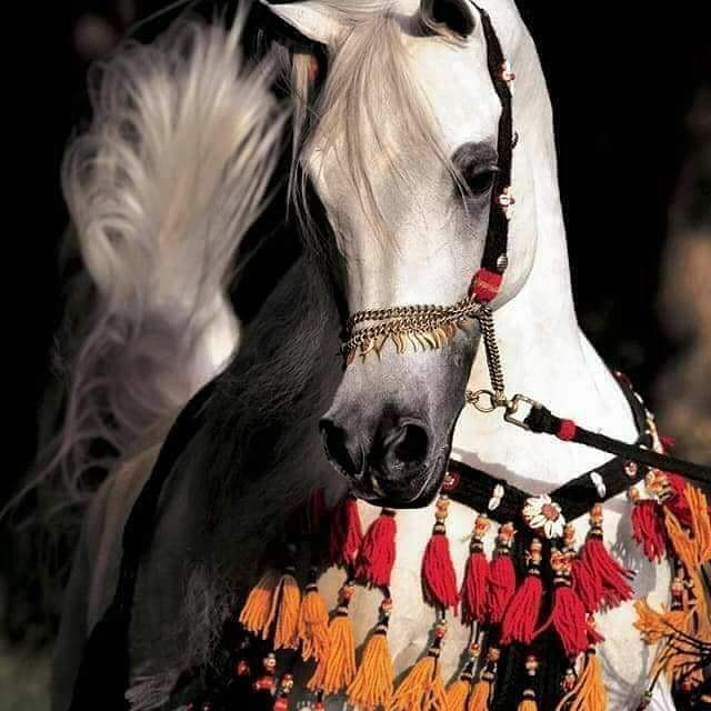 تره المهره الاصيله تلوك .. #للخيال
المو خيال ليش .. #يتعب المهره
الي مو كد الاصيله لا يدك .. #اطبول
معروفه الزلم من..#تاخذ الشمره

#✍  ـᶽᝰོ               عراقي انا ___________./