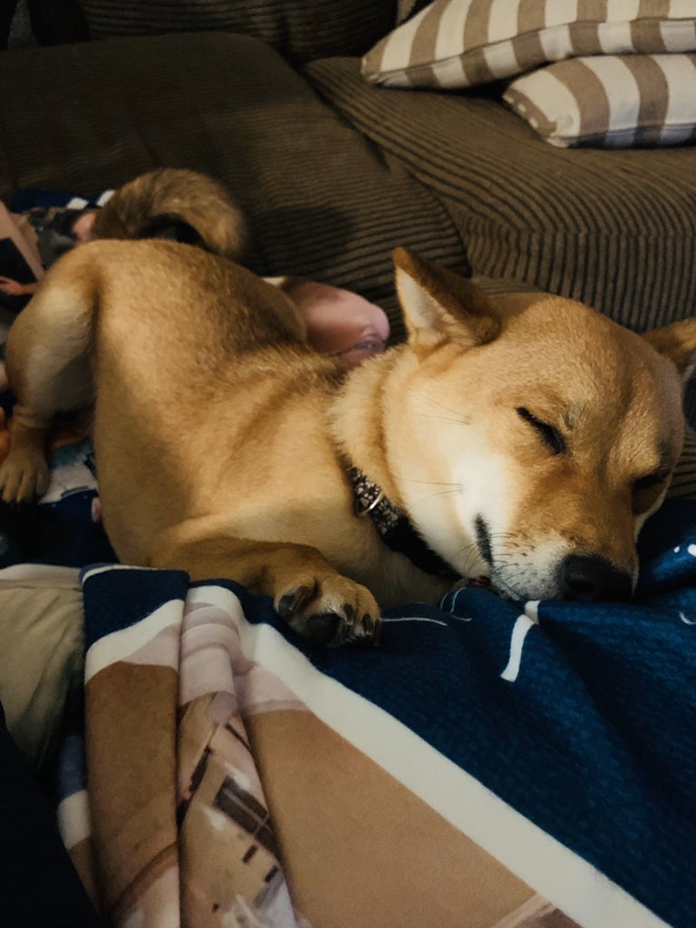itsbeohbe's tweet photo. How did I get blessed with the cutest pup ever? #mycuddlebuddy #shibainu #shibasoftwitter https://t.co/l5zyF6N08z