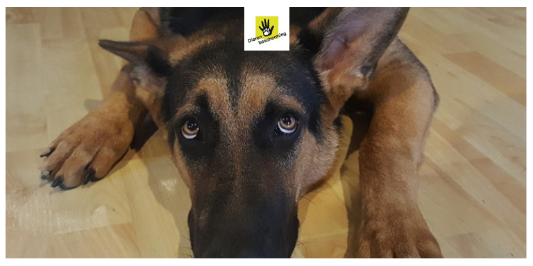 Dierbescherming's tweet photo. #Vuurwerktip voor de hond: Gedraag je zo normaal en kalm mogelijk. Dat betekent niet dat je je hond moet negeren. Ga om met je hond, zoals je dat normaal ook doet. Zoekt je hond een rustig plekje op? Dan is dat prima. Zoekt je dier gezelschap op (of troost), geef dat dan ook. https://t.co/3RfFFwLARi