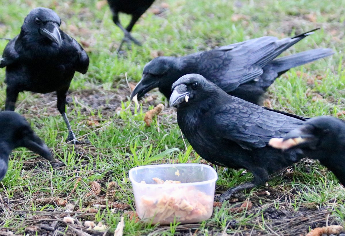 CrowMonthly tweet picture