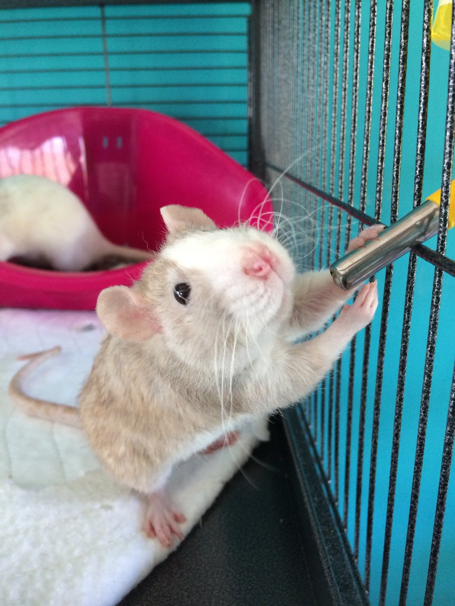 _solidaRATy's tweet photo. We’re so sad to tell you that beautiful Holly died in routine lump-removal surgery and Melba followed a week later from a stroke. My heart hurts a lot at the moment https://t.co/gFDrn5a7Bw