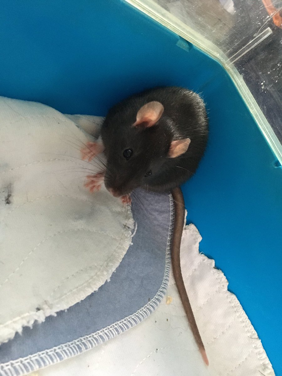 _solidaRATy's tweet photo. On the plus side we have got two new baby boys to be friends with Poots after the deaths in his little family. Meet the Goth Brothers, Oscar and Poe! They’re very shy but very inquisitive and we just know they’ll soon be friendly cuddly boys just like Poots https://t.co/9JbF2JuoKJ