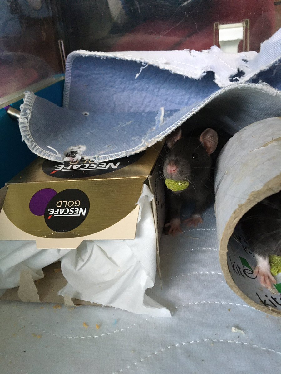 _solidaRATy's tweet photo. On the plus side we have got two new baby boys to be friends with Poots after the deaths in his little family. Meet the Goth Brothers, Oscar and Poe! They’re very shy but very inquisitive and we just know they’ll soon be friendly cuddly boys just like Poots https://t.co/9JbF2JuoKJ