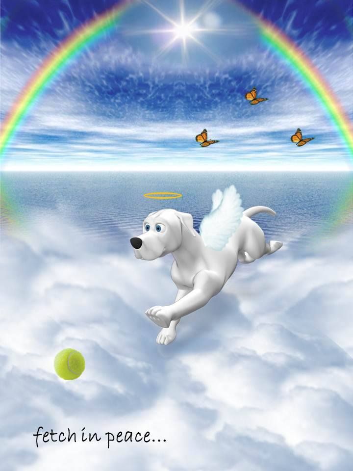 TheWagilyTail's tweet photo. @daleethompson #ForMurphy 💔🌈🐾🐾 https://t.co/2WRN2OCozt