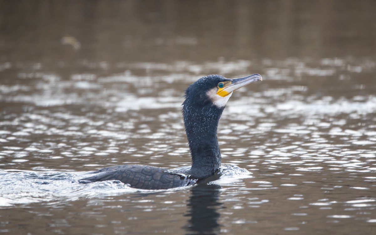 Eyes bigger than its belly, watched this cormorant struggle for 10 minutes to try to eat this large sea trout on the R Frome at Wareham yesterday before eventually giving up and letting it go.  @NatureofDorset @DorsetBirdClub @DWTMarine @SightingDOR