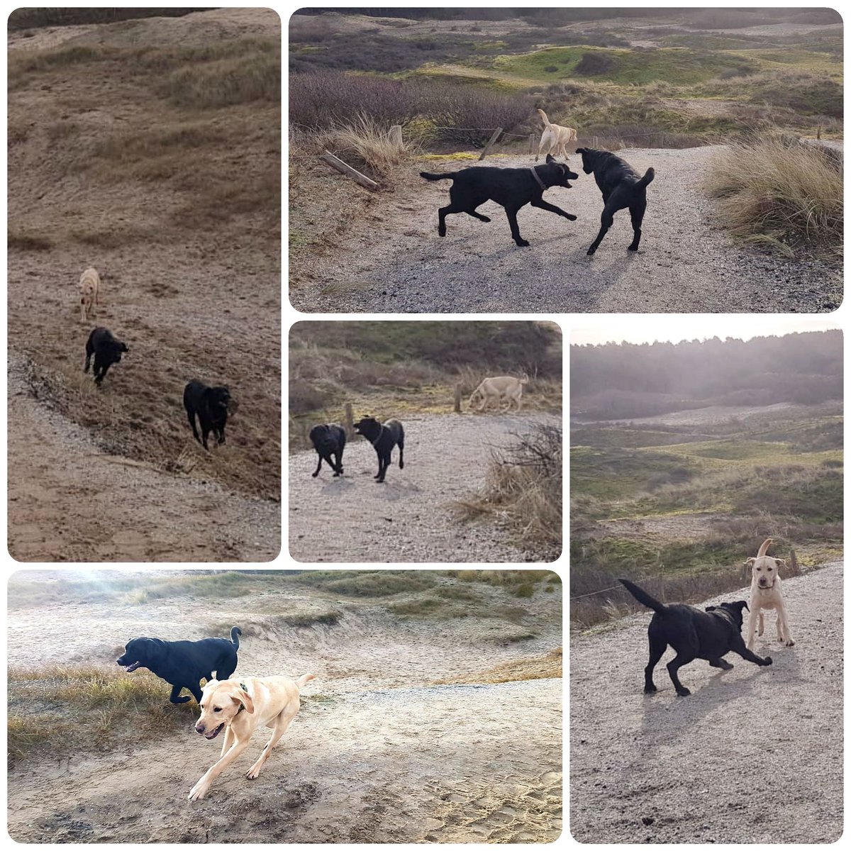 irmavanhoeven's tweet photo. Dag twee is van start! #olek #penny #wuulya @KNGFGeleidehond #kngf #kngfgeleidehonden #lovemyjob #guidedog #geleidehond #labrador #honden #bosweek https://t.co/OekvtSE4zd