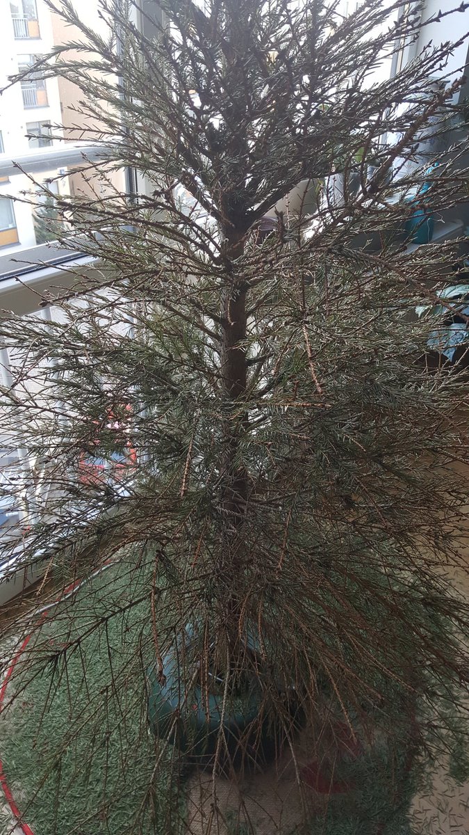 bivina's tweet photo. Ikgadējā psiholoģiskās noturības pārbaude - vājākie padodas pirms gadumijas, stiprākie iztur līdz Jāņiem.

Lai eleganti jaunie 20ie! https://t.co/H6c4k8sJXt