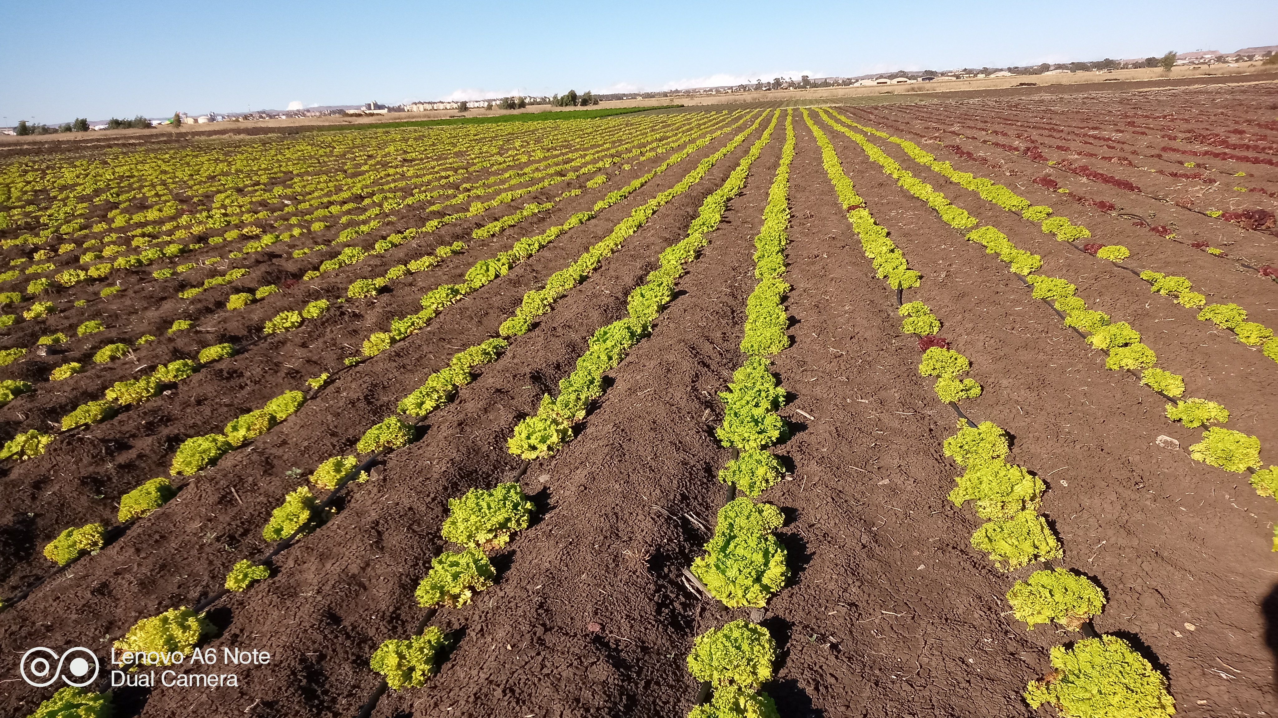 Eritrea Adi Guaedad Agriculture Project EastAFRO com Eritrea Adi Guaedad Agriculture Project EastAFRO com