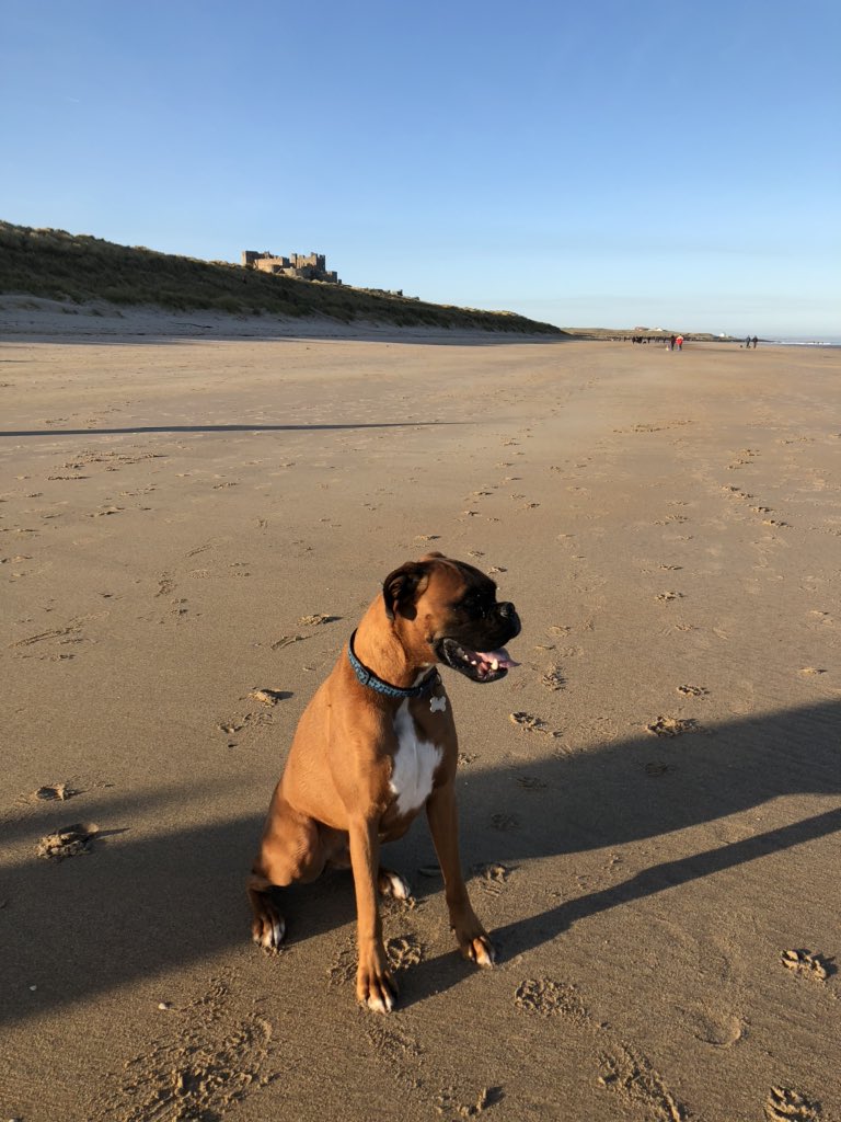 _Broadgrove's tweet photo. Broadgrove’s Head of Security, George, celebrating his second birthday on the beach at Bamburgh.
He reckons even the guys at Profolk would struggle re-purposing the Castle ! #birthday #profolk #planning https://t.co/bX7hedCeT8