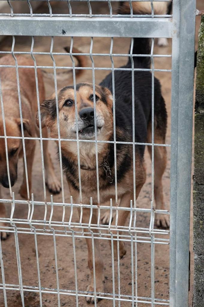 ACarballino's tweet photo. Jafu. Está cojo y herido. Aún lleva un trozo de cadena al cuello de la mala vida que debió tener. Dominante con perros. Necesita a alguien experimentado porque no es un perro fácil. Está muy estresado y camina en círculos. Está en Ourense, pero puede viajar. Wasap: 605193137. https://t.co/SFQElyaBUV