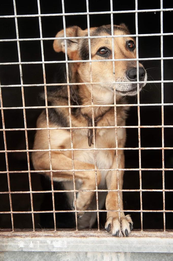 ACarballino's tweet photo. Jafu. Está cojo y herido. Aún lleva un trozo de cadena al cuello de la mala vida que debió tener. Dominante con perros. Necesita a alguien experimentado porque no es un perro fácil. Está muy estresado y camina en círculos. Está en Ourense, pero puede viajar. Wasap: 605193137. https://t.co/SFQElyaBUV