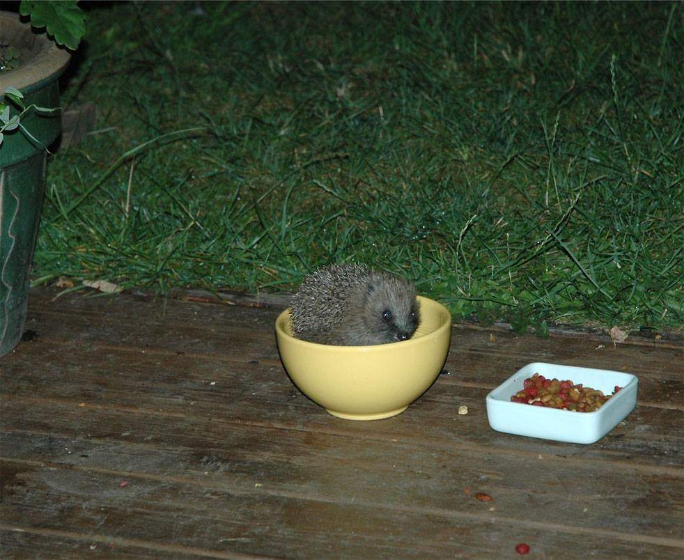 ClareEstelle's tweet image. The hedgehogs I used to feed in my back garden.
......Yes that is my foot that is being snuffled! Just for you @TraineeBob Enjoy! #hedgehogs #hedgehogsoftwitter #wildlife #feet #snuffling