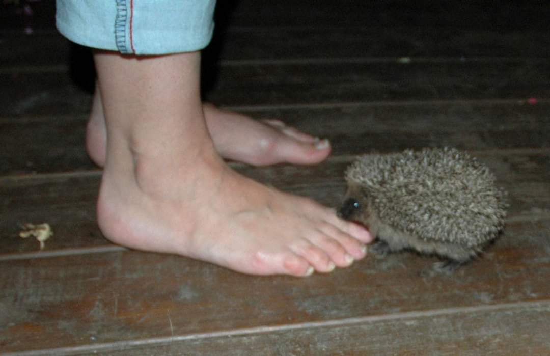 ClareEstelle's tweet image. The hedgehogs I used to feed in my back garden.
......Yes that is my foot that is being snuffled! Just for you @TraineeBob Enjoy! #hedgehogs #hedgehogsoftwitter #wildlife #feet #snuffling