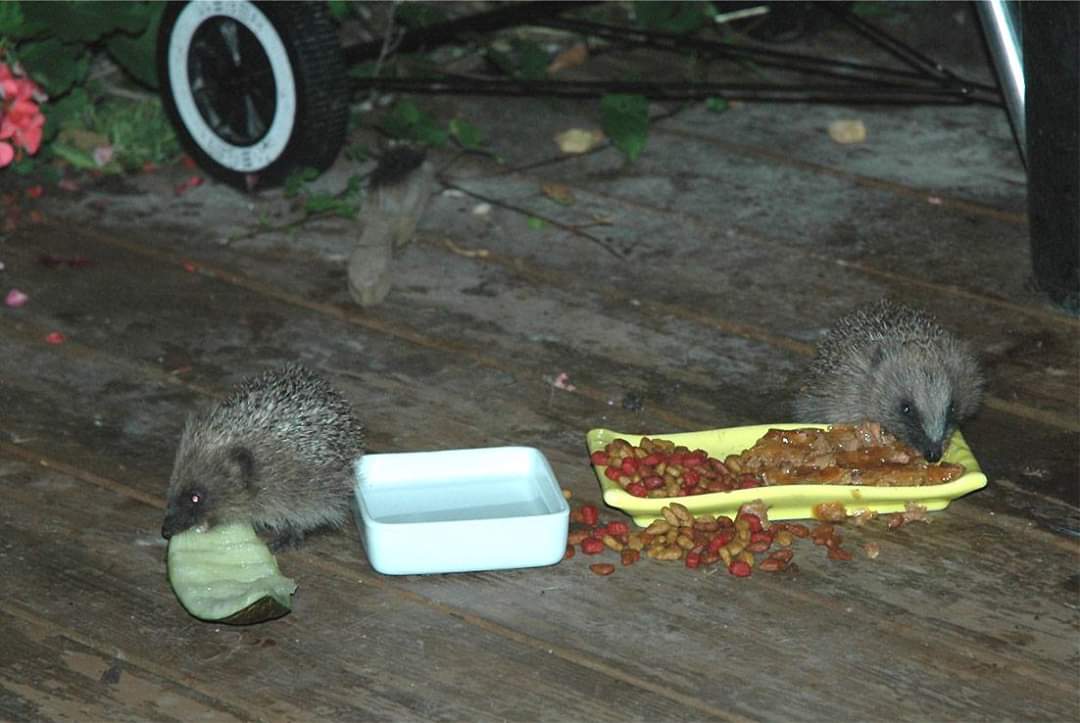 ClareEstelle's tweet image. The hedgehogs I used to feed in my back garden.
......Yes that is my foot that is being snuffled! Just for you @TraineeBob Enjoy! #hedgehogs #hedgehogsoftwitter #wildlife #feet #snuffling