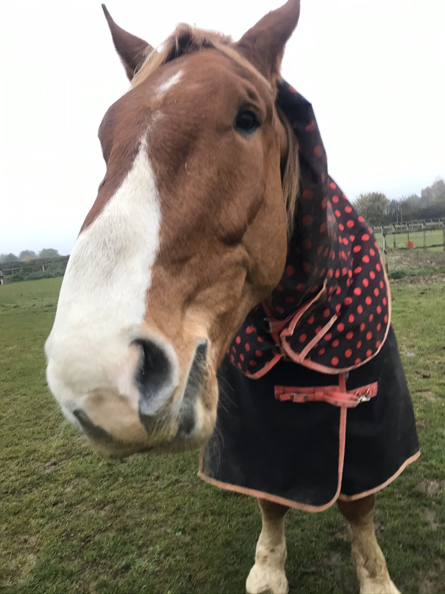 Archie in his dotty rug in his field