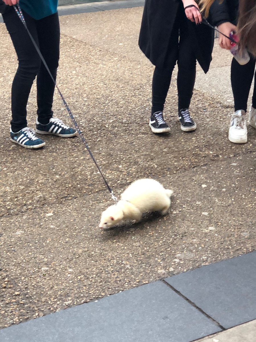 RonCrossbar's tweet image. Good to see a ferret being taken for a walk in Oxford on New Year’s Eve