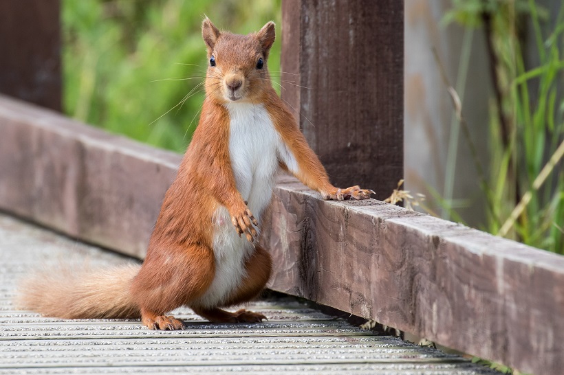 Thanks to players of @PostcodeLottery charities & good causes are getting the funds they need (incl helping to feed our red squirrels at Hauxley). So far players have helped raise over £500 MILLION. That's the perfect news to round off 2019! #TogetherForCharity 

📷 :Tim Mason