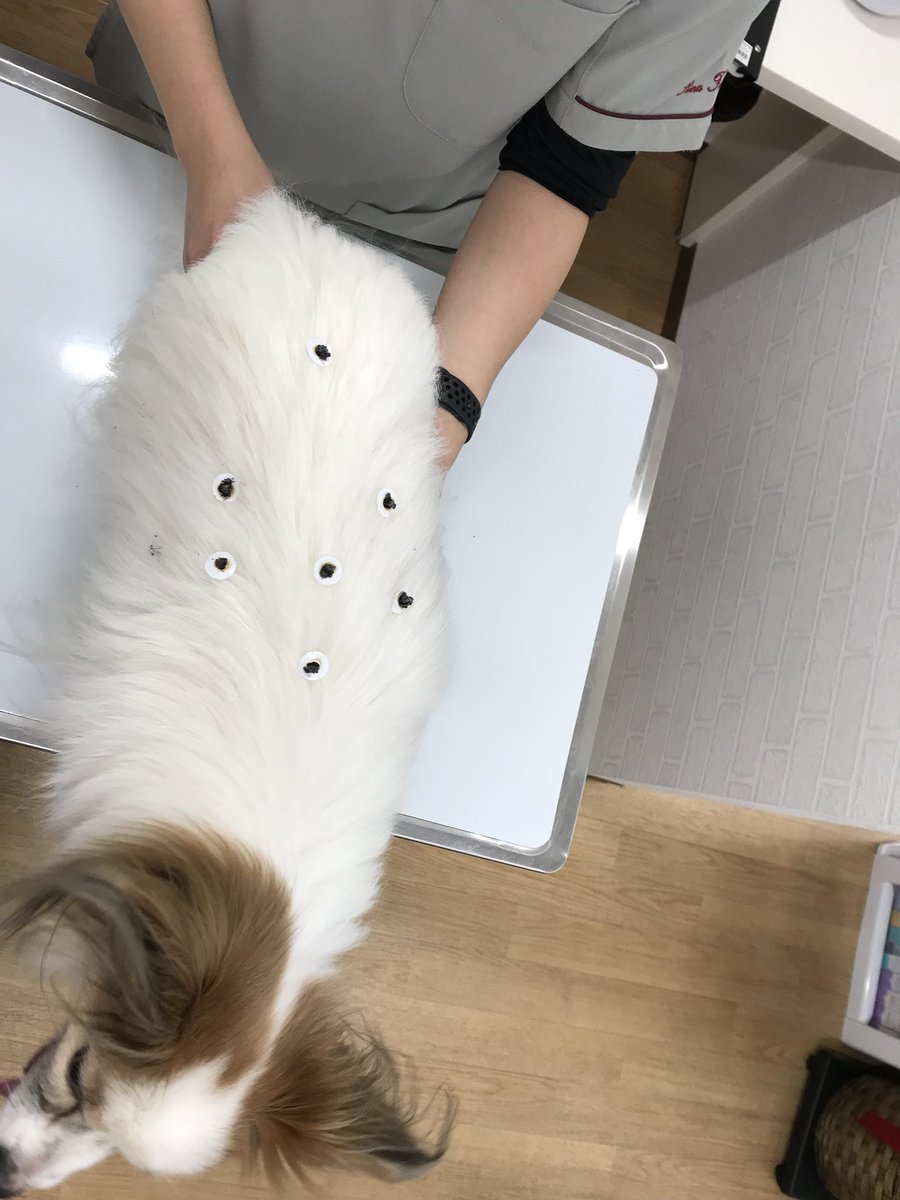 Dogsrestplace 看板犬 パピヨン の ありー 14歳 初めての お灸 期待するのは 腎機能の低下の緩和 白内障の進行の緩和 アンチエイジング まだまだ元気でいてね 箱根 ドッグレストプレイス ペットと泊まるホテル 天然温泉 室内ドッグラン