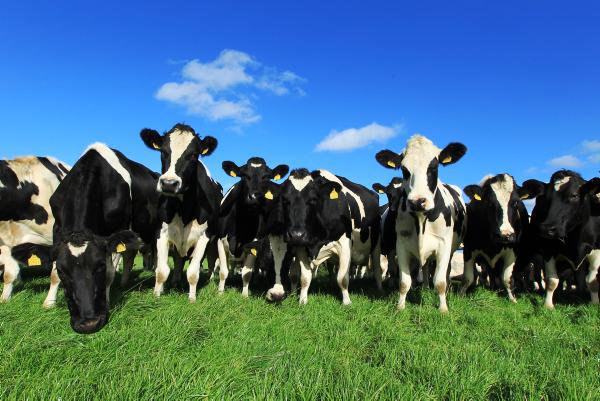 Somerset will always be livestock based - the thoughts of Mike House as the NFU Mutual man moves on stablesbusinesspark.com/blog/ <a href="/nfum/">NFU Mutual</a> <a href="/NFUtweets/">National Farmers' Union</a> <a href="/Solutions_42/">Becky Hill</a> <a href="/UrbanPlanters/">Urban Planters</a> <a href="/PrestigeNandC/">PrestigeNursing&Care</a> <a href="/saturnsales/">SaturnSales&Services</a> <a href="/countryinnov/">Country Innovation</a> @HarryMottram5 <a href="/HarryTheSpiv/">Harry Mottram</a> <a href="/ICSMCredit/">ICSM Credit</a> <a href="/approvedair/">Approved Air</a> <a href="/Claritycleans/">Clarityclean</a>