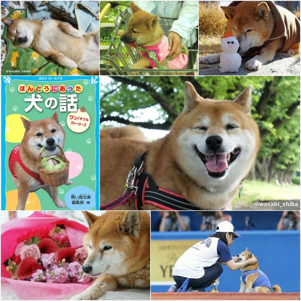 わさび Wasabi Shiba Twitter