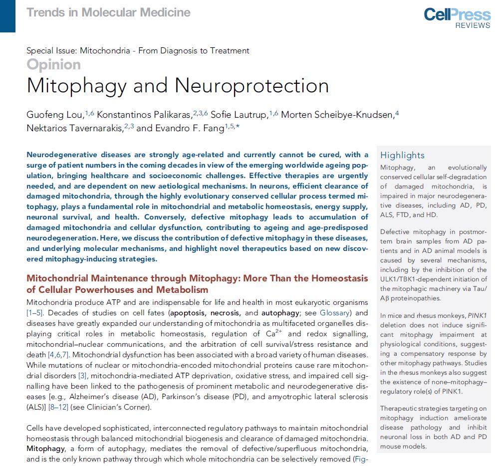 Guofeng_L's tweet photo. Our paper "Mitophagy and Neuroprotection" in the 2020 new Special Issue: Mitochondria - From Diagnosis to Treatment on Trends in Molecular Medicine. @TrendsMolecMed @TheFangGroupUiO https://t.co/laDVjqkBGC