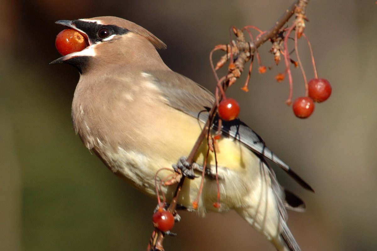 EarthtoneLife's tweet photo. Did you know winter birds can sometimes get drunk by eating berries and fruit that have fermented in the winter months? Here’s to partying like a robin tonight, and someone leaving us all a little bird food in the morning :) Stay safe tonight and we’ll see you in 2020! https://t.co/nmhzHlsCGT