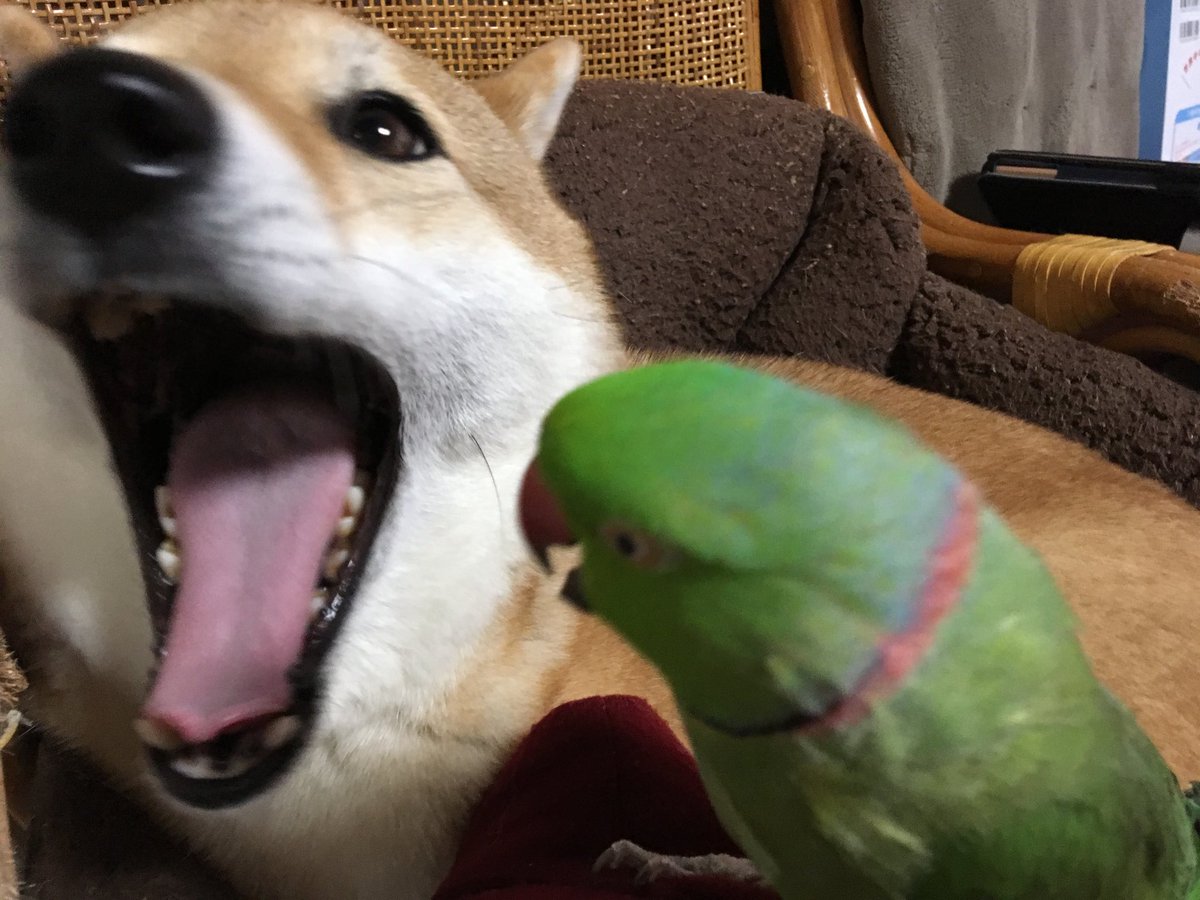 柴犬りょう Ryou0407 Twitter