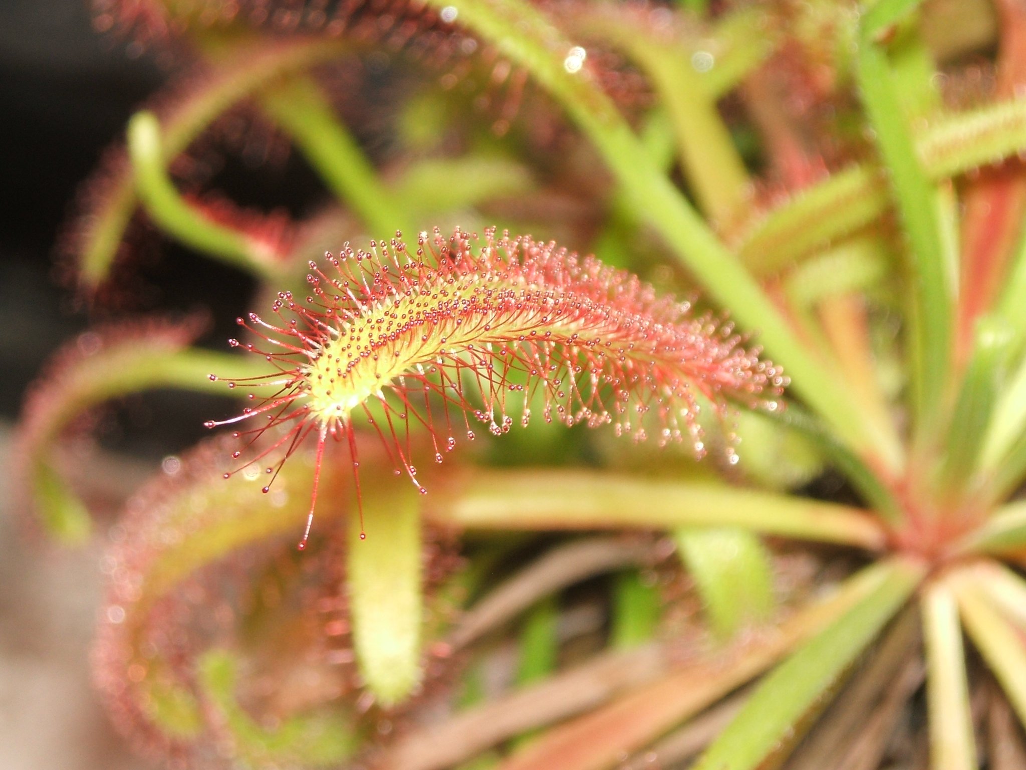 窓際 年末だし我が家のモウセンゴケでも貼るか