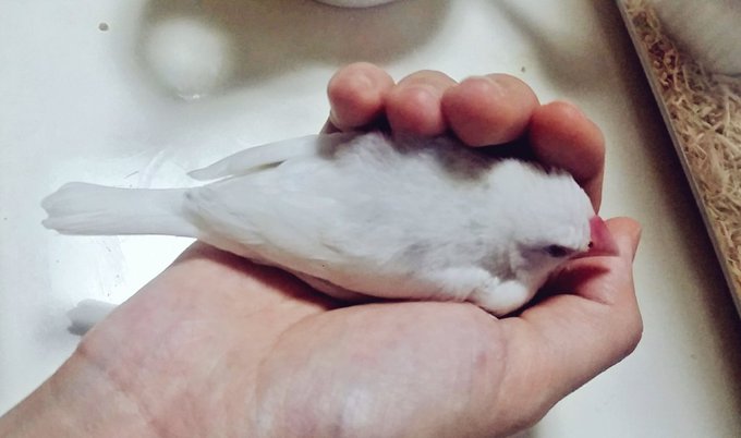 ä»å¹Žã¯æ°ããªæé³¥ãè¿ããæ¥æ¬ã®åãšåãžéã³ã«ããããããŠåç¹ã§ããå²å€æ¬ã®ç·éç·šãåºãããšãã§ããŸãããå
å®ããäžå¹Žã ã£ããšæããŸããèŠãã¿ã€ã€ããå幎ããè¯ã幎ã ã£ãâŠãšæ¯å¹Žèšã£ãŠããæ°ãããŸããããŸãæ¥å¹Žã挫ç»ãæããŠçãããã§ãããããããé¡ãããããŸããããã幎ãïœ