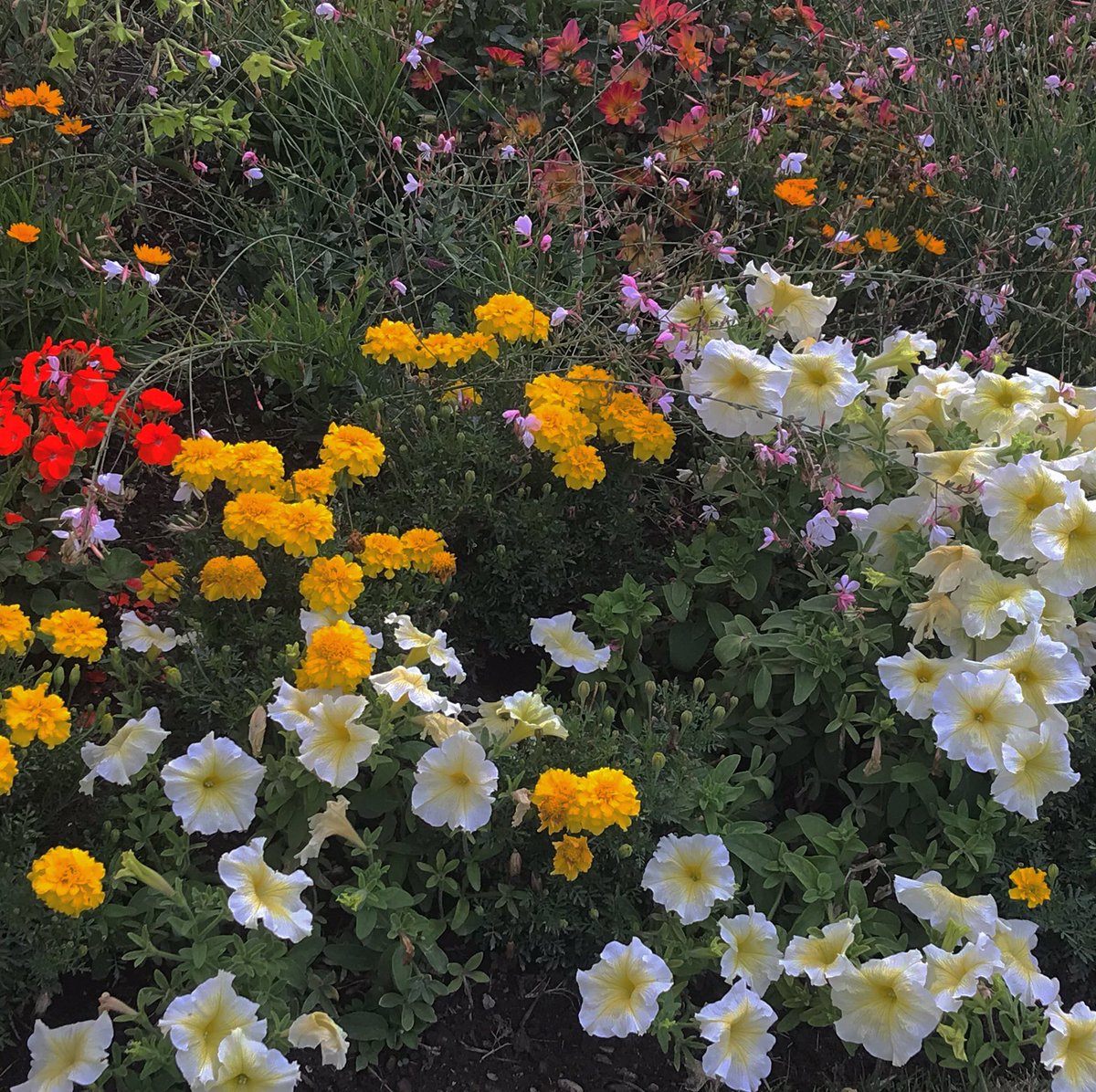 ˚༺♡ 𝔡 𝔞 𝔯 𝔠 𝔦 tweet media