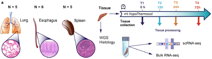 GenomeBiology's tweet photo. Madissoon, Wilbrey-Clark, Meyer and co investigate how cold storage of lung, spleen, and esophagus samples affects scRNA-seq. Profiles are quite stable up to 72 h after collection, with a slight drop in quality for spleen. https://t.co/2nWwrsn2ec https://t.co/Dq3PxQAYHY