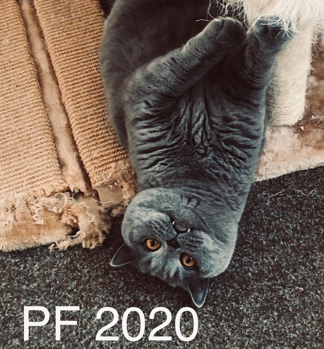 olga_notanymore's tweet image. Když to bude v roce 2020 zase hlavou dolů, tak ať to je aspoň zábava. #pf2020