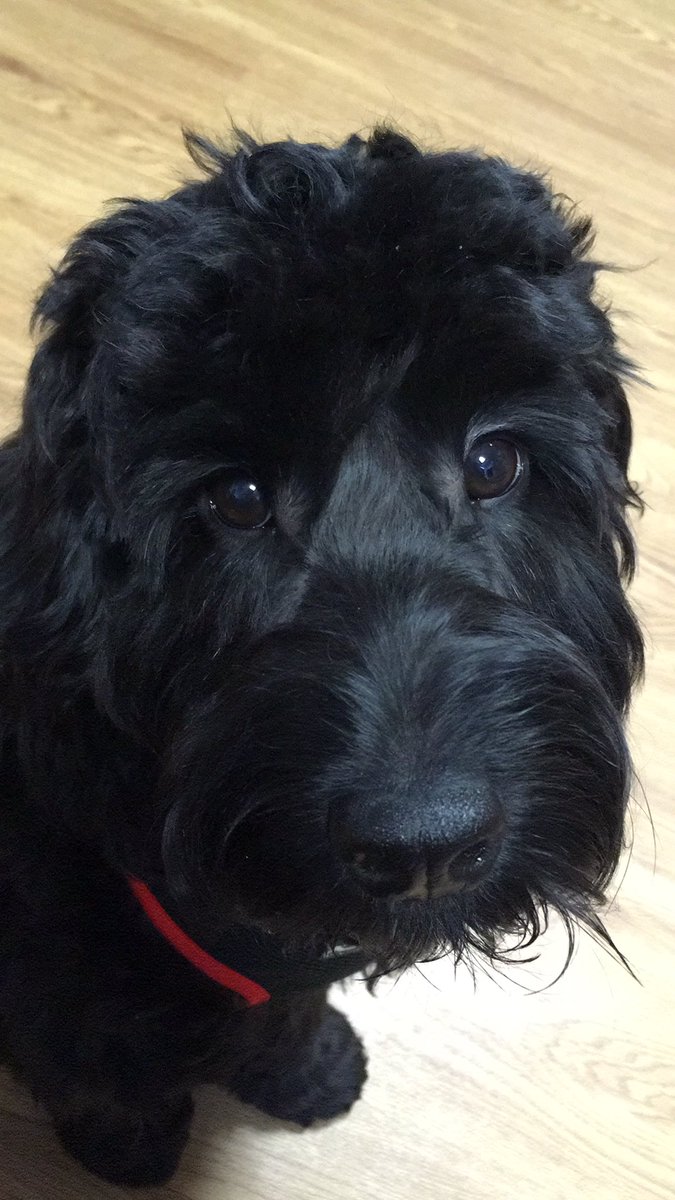Angus tweet media