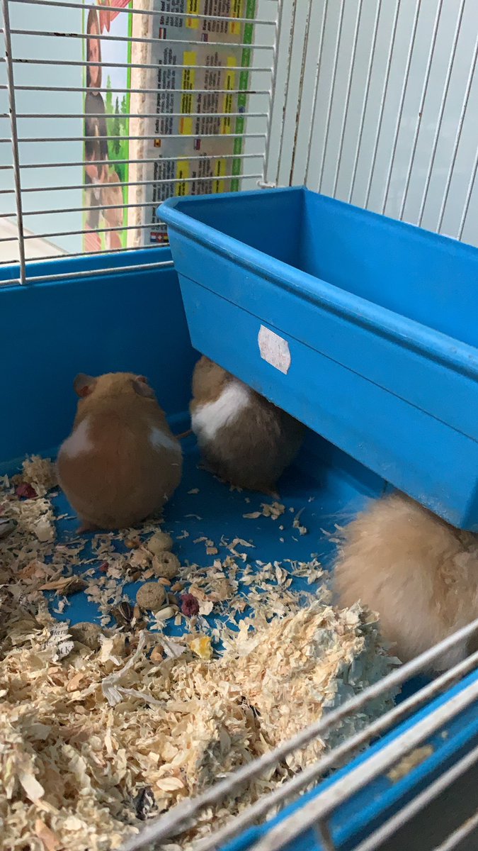 acapspears's tweet photo. NOW TELL ME WHO THE HELL ABANDON THIS THREE HAMSTERS IN RECYCLE AREA AT UOA BUSINESS PARK? HOW CAN YOU JUST LEAVE YOUR PET LIKE THAT 😭😭😭

CAN’T YOU JUST PUT THEM FOR ADOPTION INSTEAD? 😭😭😭😭 https://t.co/j94hiFAKVh