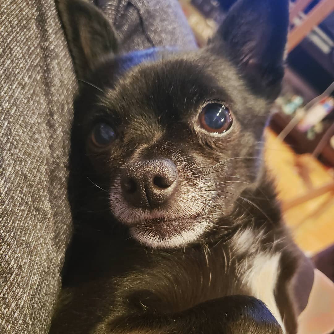 OatsThePotato's tweet photo. Hamming it up for the camera #lilhams #lilcutie #adorable #adoptdontshop #funnydogs #furbaby #packlove #packlife #cute #snuggles #silly #sillydog https://t.co/CJqHKewqXA