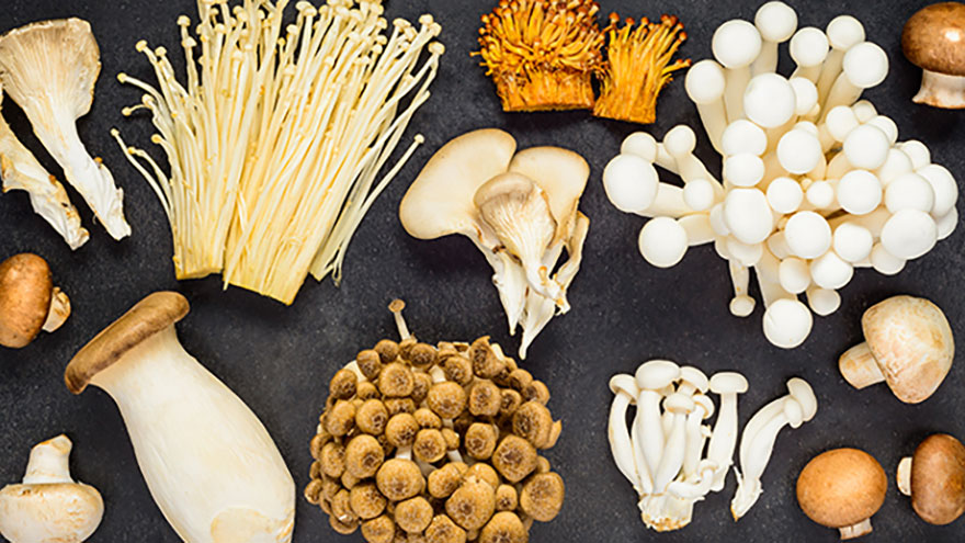 There are different 250 species of North American mushrooms thought edible; only around half of these #cookingmushrooms #mushroom #preparingmushrooms #typesofmushrooms #washingmushrooms ourdeer.com/tips-for-choos…