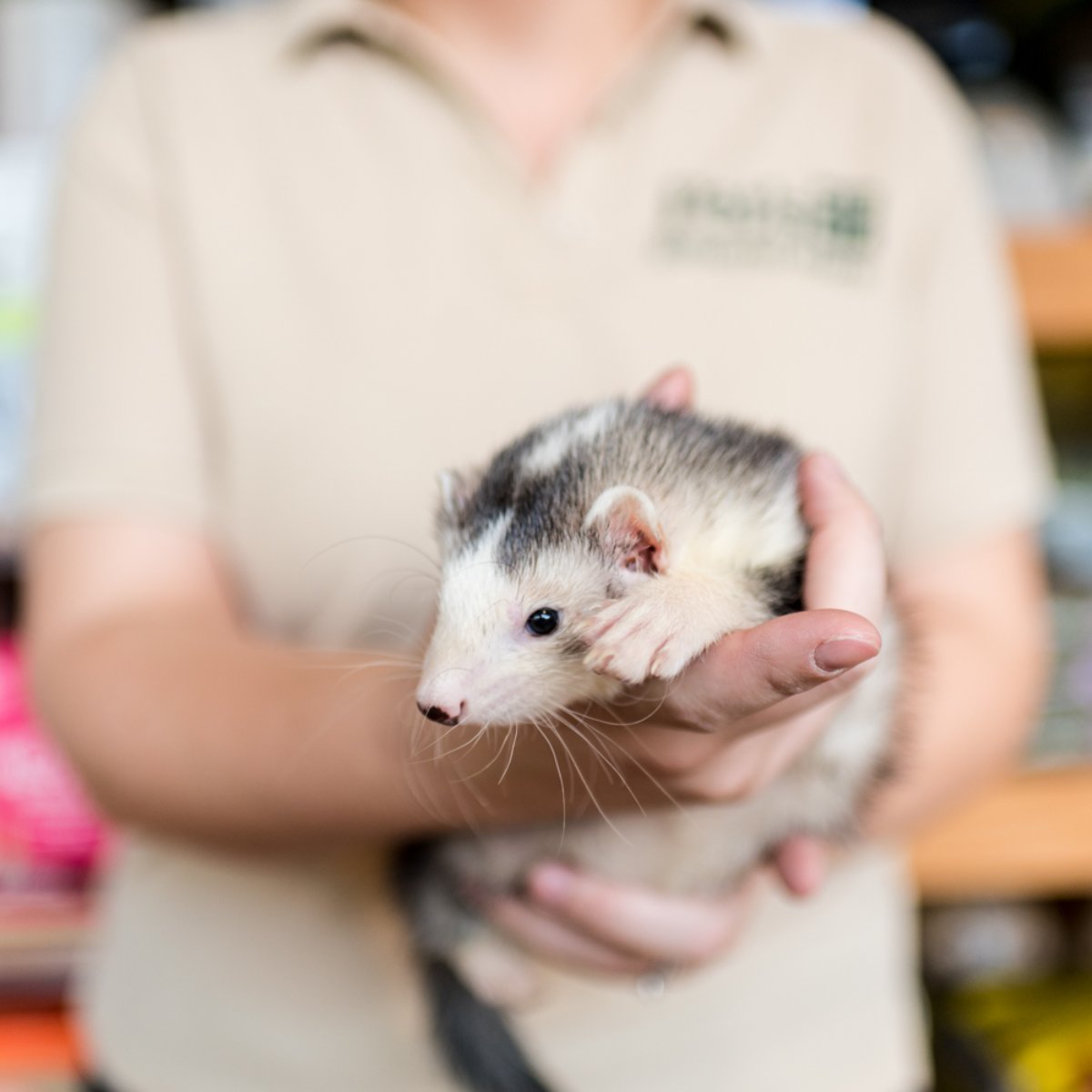 PetsGenStore's tweet image. Are you planning to get a pet in 2020? We're here to help!