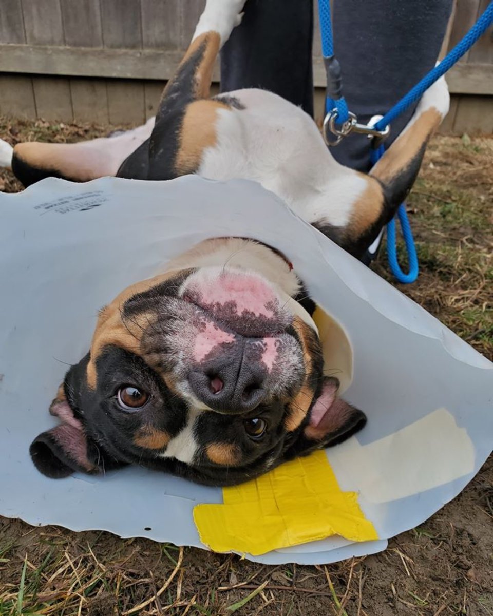 Lt. Dan is so excited thinking about all the belly rubs in 2020. Columbus Humane is open until 3pm today and closed tomorrow. Have a safe and happy New Year!