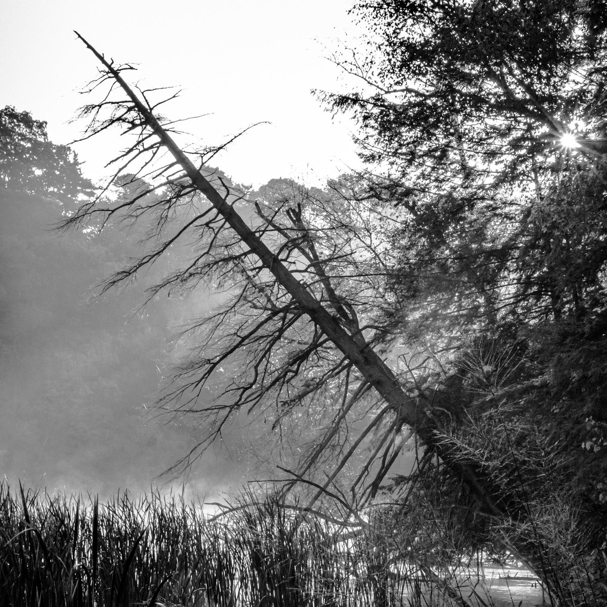 kjbaileyphotog1's tweet image. Marsh sunrise in black and white #blackandwhitephotography #blackandwhitephotography #blackandwhiteappreciationclub #bnwphotography #blackandwhitelandscape #landscapephotography #landscape #kjbaileyphotography